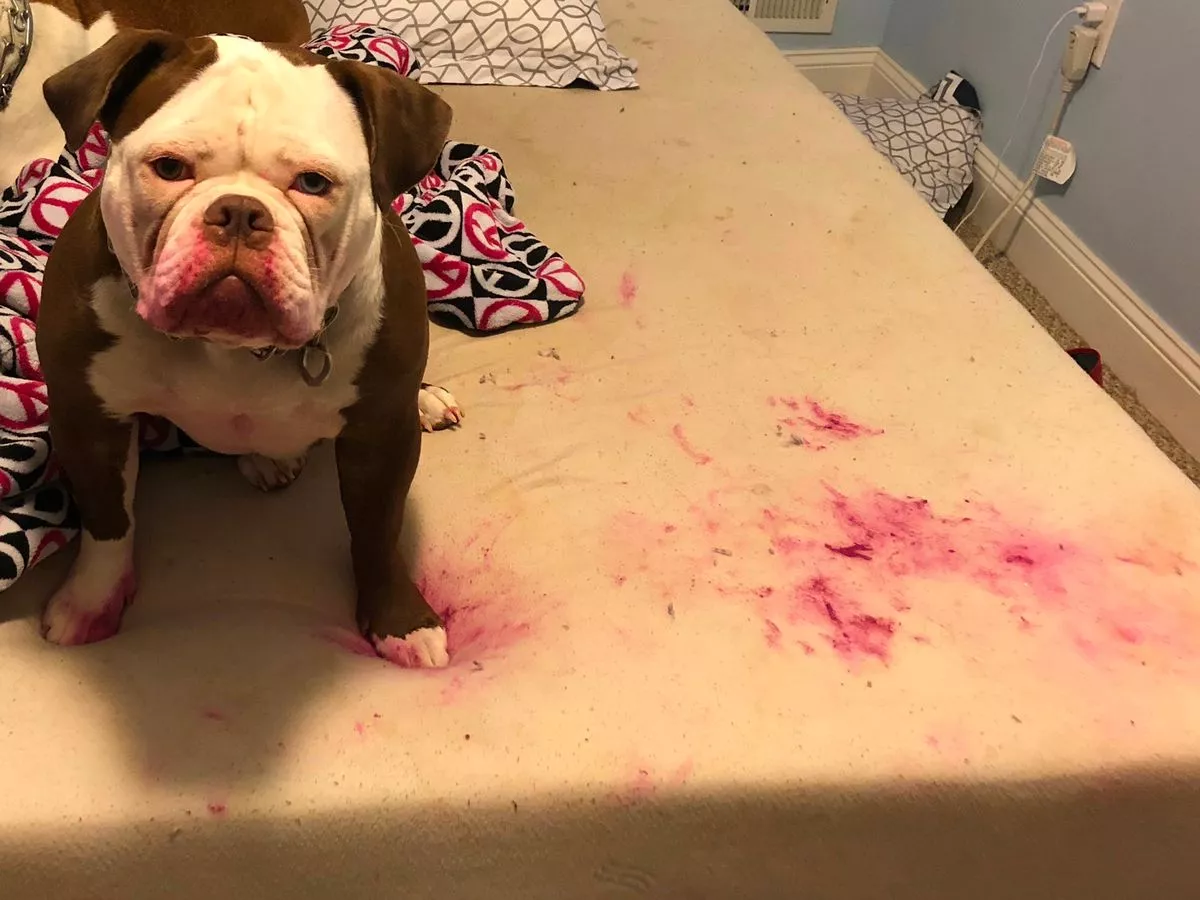 0_PAY-DOG-LOOKS-DEAD-BUT-COVERED-IN-LIPSTICK (1)