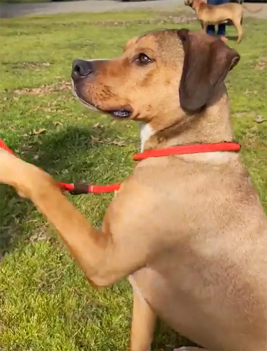 Blood-Donor-Dog-at-Texas-animal-shelter-nearly-euthanized-gets-saved-031623-2-8267a693e36e49ad8376095edfd1e23d