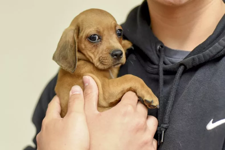 thirty-dogs-cats-found-dead-cages